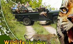 Best Places in Malaysia for a Thrilling Wildlife Holiday