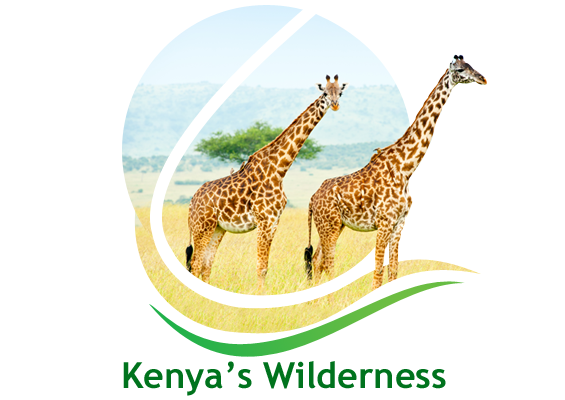 Famed Jungles to Experience the Celebrated Wilderness of Kenya