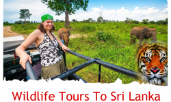 Wildlife Tours to Sri Lanka: Best National Parks in the Country
