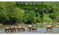 Five Wildlife Sanctuaries in Kerala you must Visit at least Once
